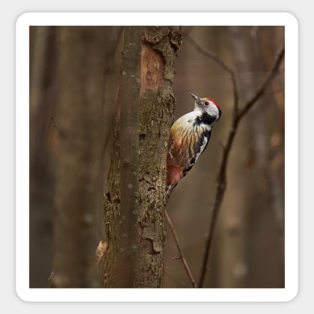 Middle spotted woodpecker on a tree Sticker by naturalis